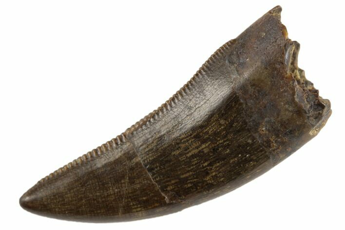 Serrated Tyrannosaur Tooth - Judith River Formation #194339